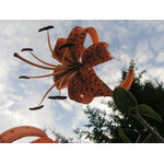 flowers_092.jpg