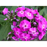 flowers_093.jpg