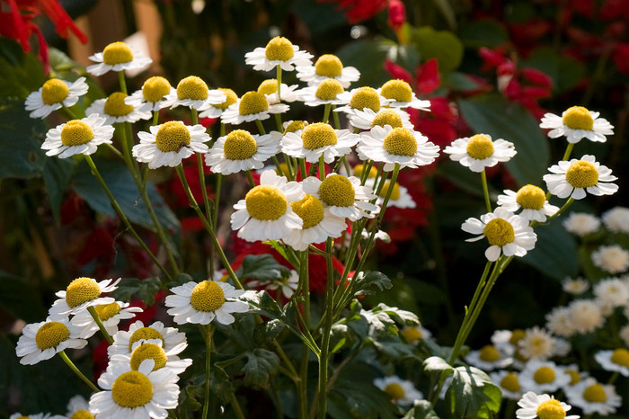 flowers_094.jpg