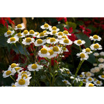 flowers_094.jpg