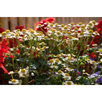 flowers_095.jpg
