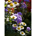 flowers_096.jpg