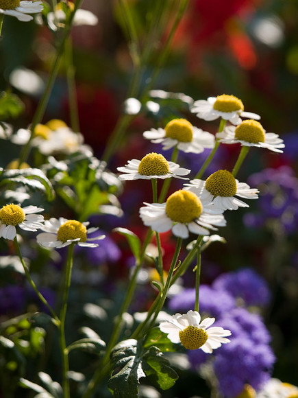 flowers_097.jpg