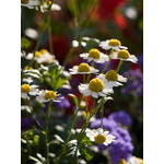 flowers_097.jpg