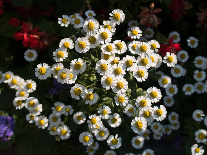 flowers_098.jpg
