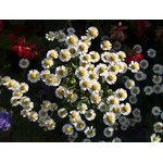 flowers_098.jpg
