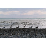 Sea-106.jpg