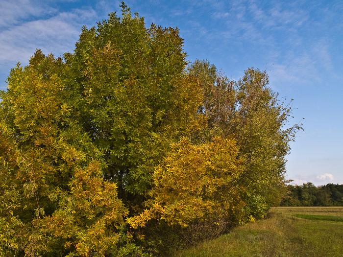 Ukr-Nature-002.jpg