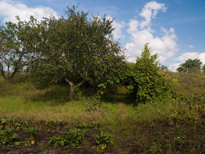 Ukr-Nature-006.jpg