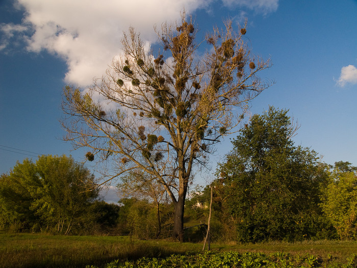 Ukr-Nature-012.jpg