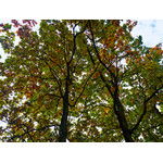 Ukr-Nature-031.jpg