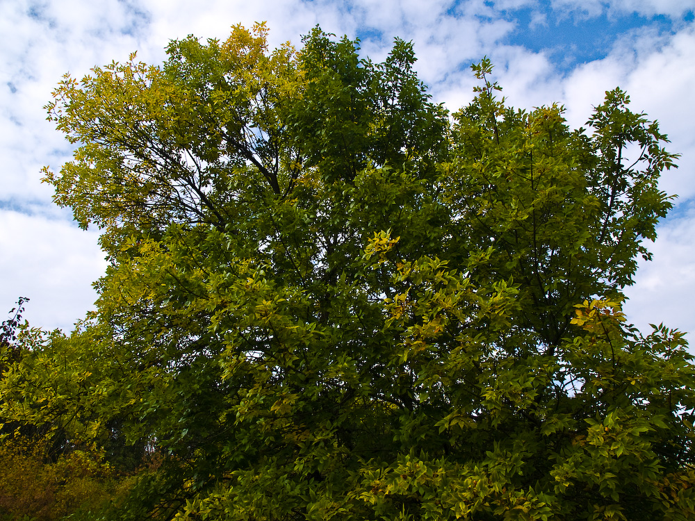 Ukr-Nature-032.jpg