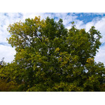 Ukr-Nature-032.jpg