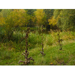 Ukr-Nature-033.jpg