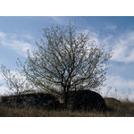 Ukr-Nature-047.jpg