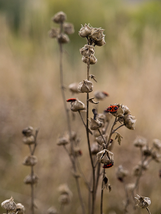 Ukr-Nature-063.jpg
