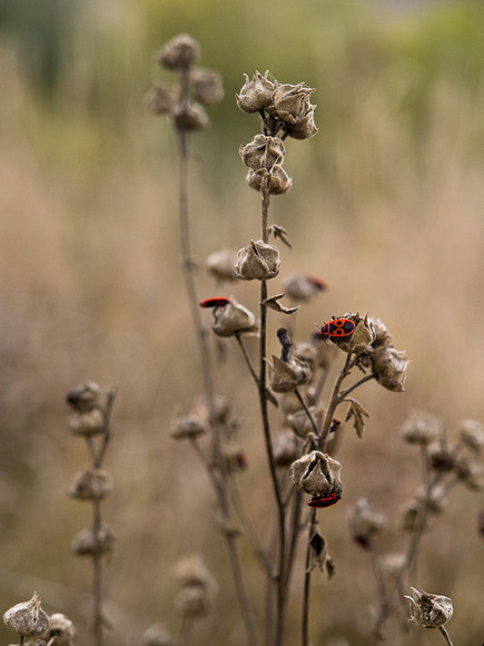 Ukr-Nature-063.jpg