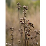 Ukr-Nature-063.jpg