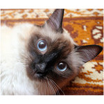stare_