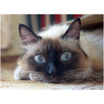 portrait_